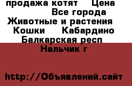 продажа котят  › Цена ­ 15 000 - Все города Животные и растения » Кошки   . Кабардино-Балкарская респ.,Нальчик г.